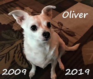 Ollie 2009 - 2019